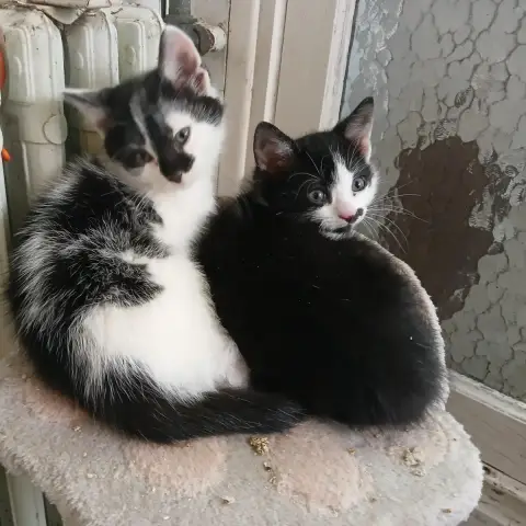 Coco