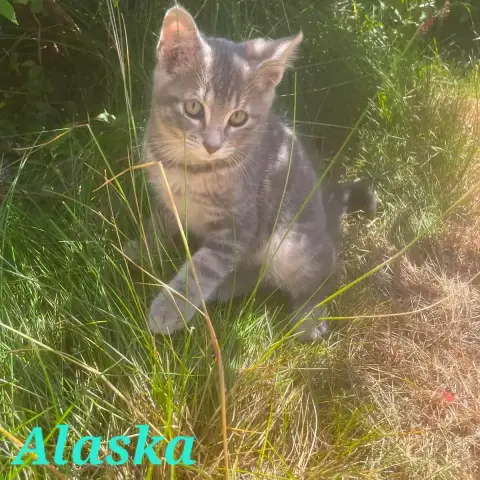 Alaska Et Mystik