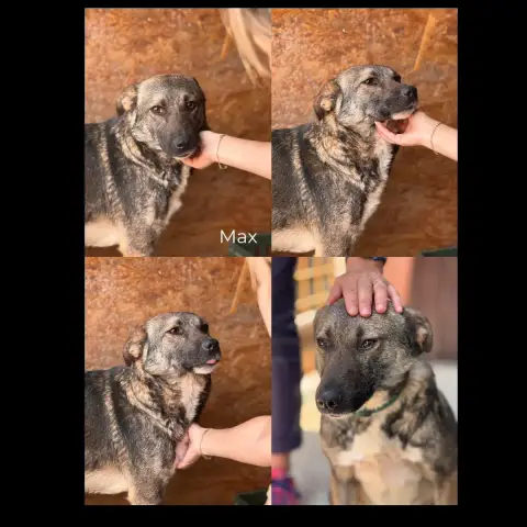 Max photo 2