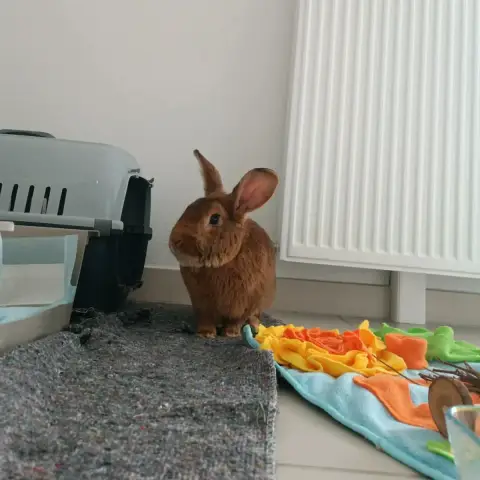Watson