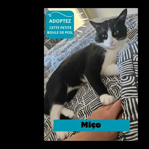 Miço