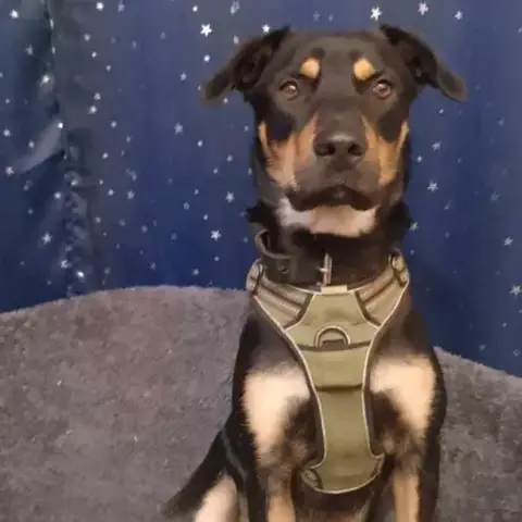 Loki