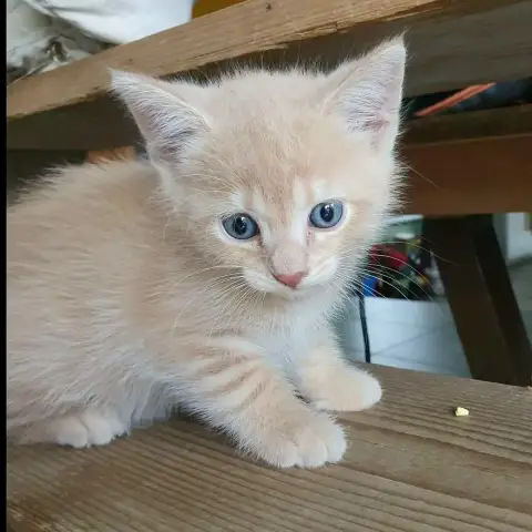 Biscuit