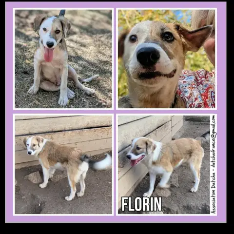 Florin