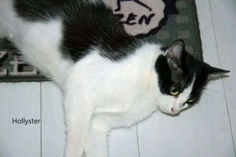 Hollyster photo 2