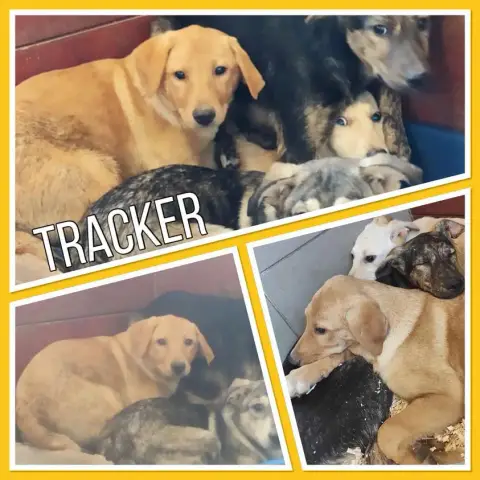 Tracker