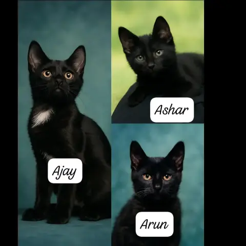 Arun photo 3