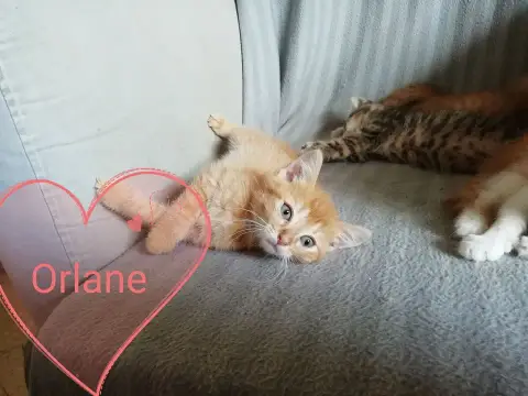 Orlane