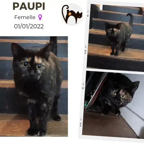 Paupi