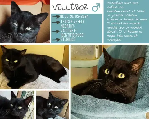 Vellebor