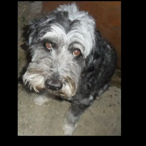Adopter Popi