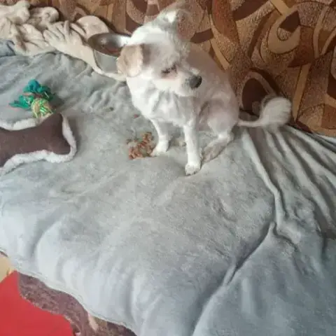 Toby photo 3