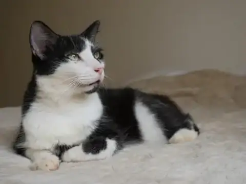 Roméo