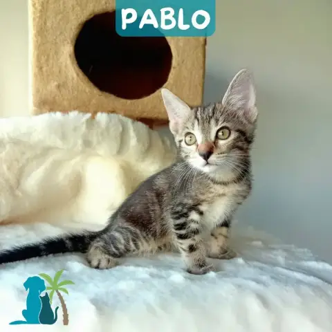 Pablo