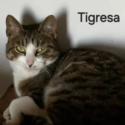 Tigresa