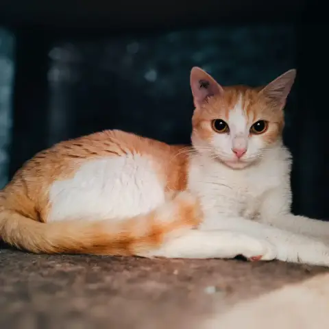 Romie