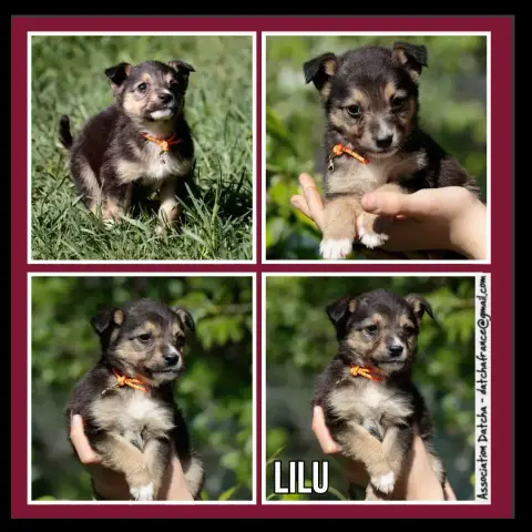 Lilu