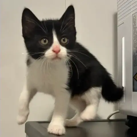Berlioz