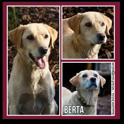Berta