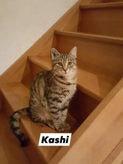 Kashi