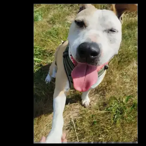Laika photo 3