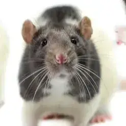 Phileas photo 2
