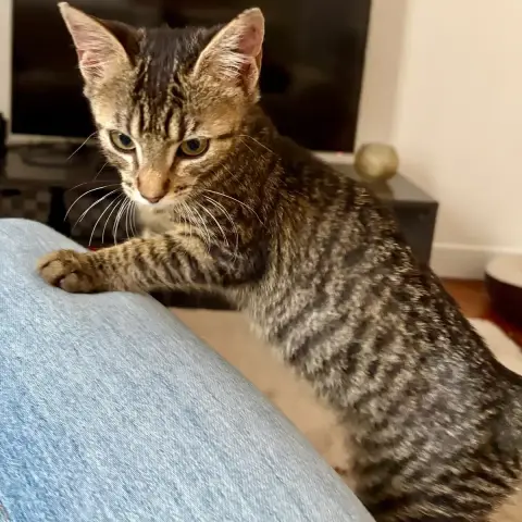 Boop photo 2