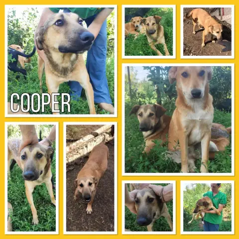 Cooper