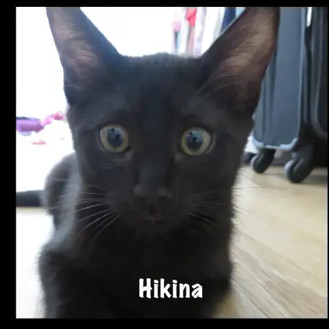 Hikina photo 2