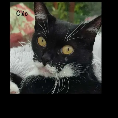 Cléo