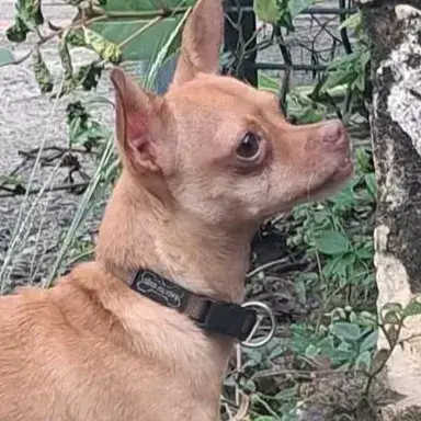 Coco Est Un Gentil photo 3