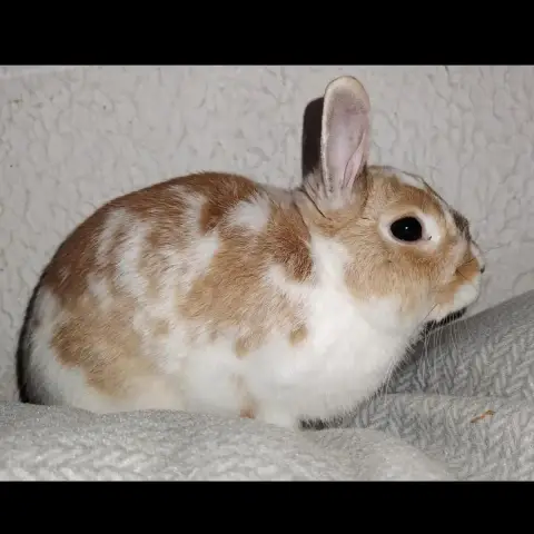 Hop photo 2