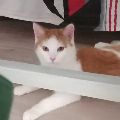 Valentin