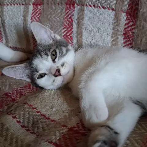 Maggie