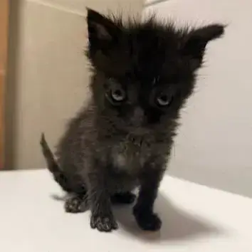 Loki
