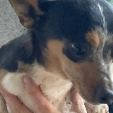 Pablo photo 2