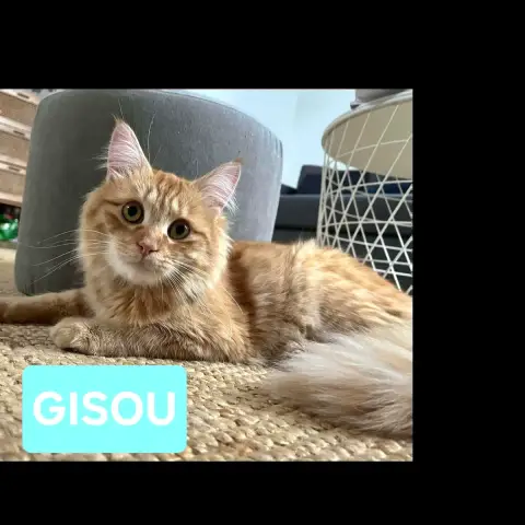 Gisou