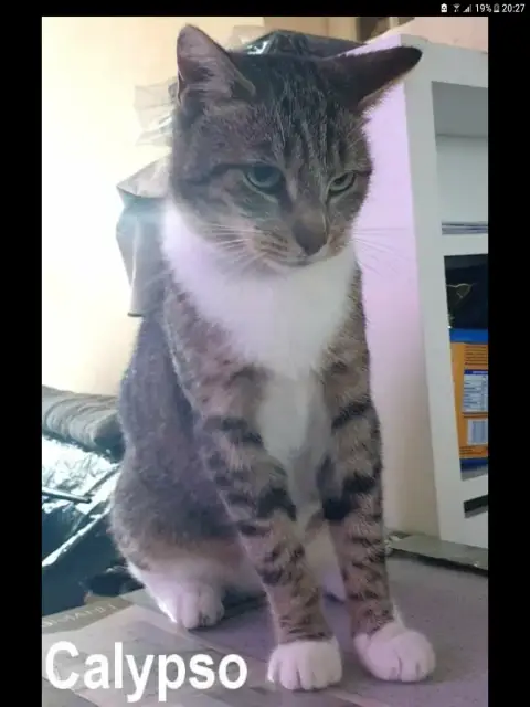 Calypso photo 2