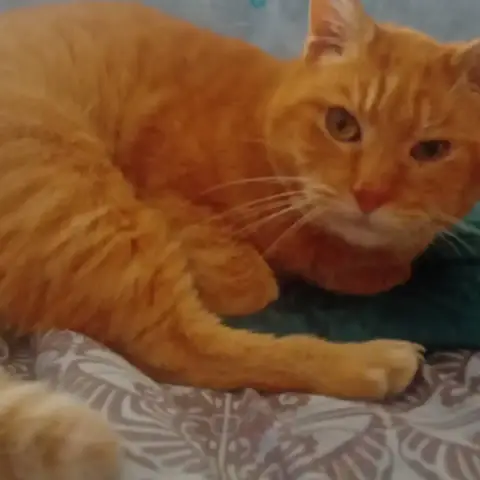 Ron photo 2