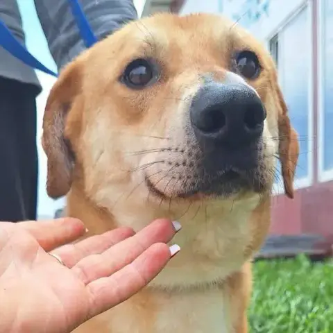 Kobi