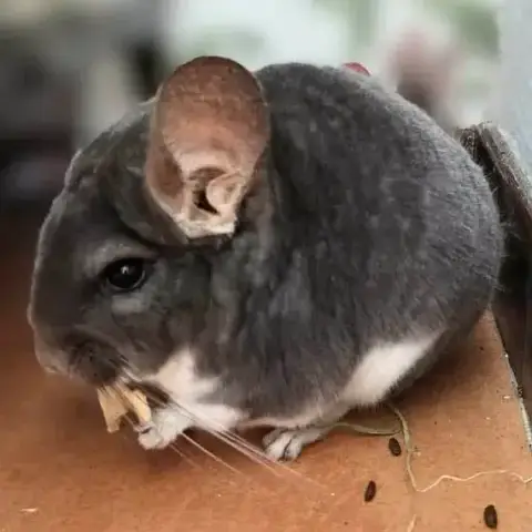 Bichette