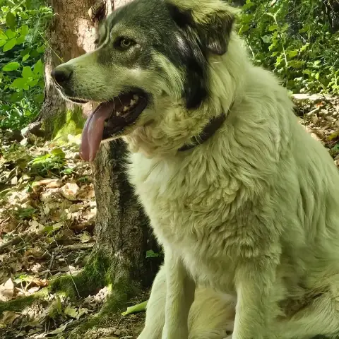 Anouk photo 2