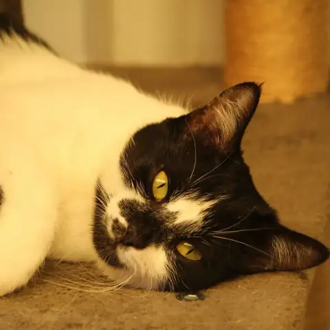 Jinx