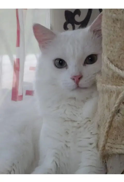 Tim