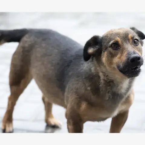 Topazia