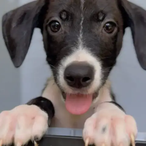 Koda