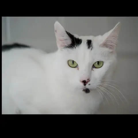Oggy photo 2