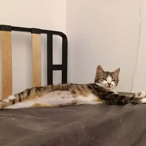 Orphée