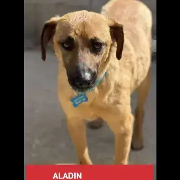 Aladin