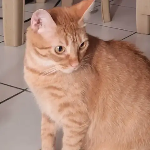 Praline photo 2